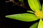 Water toothleaf